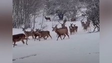 Зимска идила на „Галичица“ надополнета со стадо елени
