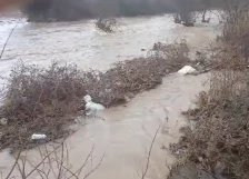 Во струмичко Костурино водата однесе 120 јагниња и 100 овци