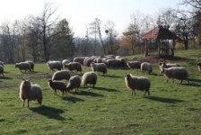 Засилени контроли на АХВ во Липково поради појава на сипаници кај овците и козите