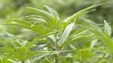 Одземени лиценци на шест фирми за производство на канабис за медицински цели