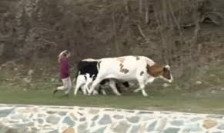 Шест крави од Крива Паланка залутале во Бугарија, локалниот проблем стана меѓународен