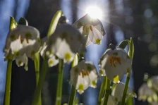 Сончево со умерена облачност