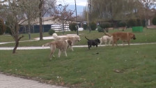 Само среќа спасило мајка и две малолетни деца нападнати од ротвајлери во кичевско Другово