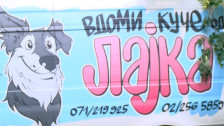 Денеска и утре „Лајка-фест“ во Градски парк – едукација за сопствениците и можност за вдомување на миленик