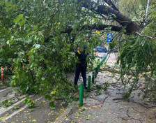 Паднаа две дрвја на „Козара“ во Капиштец, сообраќајот во прекин - telma.com.mk