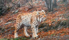 Луѓето клучни за опстанокот на Балканскиот рис во Македонија - telma.com.mk