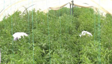 Земјоделците во неизвесност, опозицијата со предлог-план за деблокада на ИПАРД - telma.com.mk