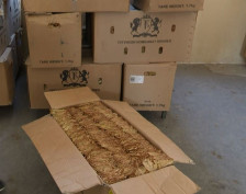 Тутунарите задоволни од проценката, но бараат повисока цена - почна откупот на тутунот во Прилеп - telma.com.mk