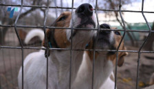 Куќен притвор за осомничени за организирање борби со кучиња во битолско село - telma.com.mk