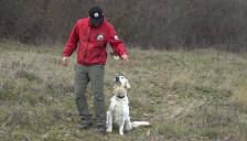 Златниот ретривер Јукана била спасувач - сега се пензионира по 10-годишна кариера - telma.com.mk