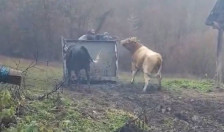 Таткото и двете ќерки во притвор, АХВ продолжува со акцијата за собирање на кравите во кривопаланечко - telma.com.mk