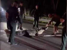 (Видео) Седум полицајци и ловец едвај успеаја да тргнат алигатор тежок над 270 кг. од автопат - telma.com.mk