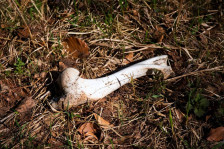 Пронајдени налик коски во близина на Студентски дом „Стив Наумов“ - telma.com.mk