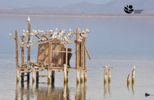 МЕД: Популациите на птици на Дојранското Езеро стабилни, а на Преспанско и Охридско забележани се флуктуации - telma.com.mk