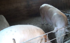 Осум повредени лица во пожар на свињарска фарма во Чичево во кој угинаа повеќе животни - telma.com.mk