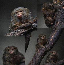 Скопската зоолошка доби принова - најмалите мајмунчиња добија близнаци - telma.com.mk