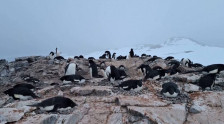 (фото)Затоплувањето ги помести циклусите за размножување на антарктичките пингвини - telma.com.mk