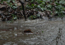 Реките надојдени, предупредувања за можни нови поплави - telma.com.mk