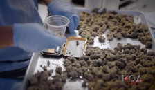 КОД: Мистериозна марихуана од Македонија за Србија- реконструкција и споредба за српската и македонската истрага и лошата контрола врз контроверзната „Алфафарм груп“ - telma.com.mk