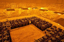 Почнаа вонредните контроли на фирмите за медицински канабис - за 45 дена владата ќе го добие извештајот - telma.com.mk