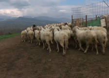 AХВ: Потврдени сипаници кај овци и кози во Липково и Куманово – донесена одлука за итни мерки да се спречи ширење на заразата - telma.com.mk