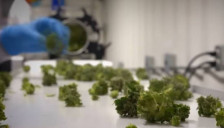 Сите 4 фирми кои се дел од скандалот со шверцот на марихуана ги изгубија лиценците, на списокот до кој дојде Телма има вкупно 6 фирми за марихуана со неправилности и законски прекршоци - telma.com.mk