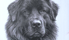 Македонското овчарско куче Караман стана дел од 380-те светски раси кучиња на меѓународната кинолошка мапа - telma.com.mk