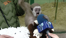 Малите гибончиња Делфина и Мики во ЗОО Скопје добија плишано орангутанче - telma.com.mk