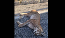 Пронајден е угинат балкански рис на патот Ресен–Охрид - telma.com.mk