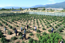 Алиу: На уште три компании за одгледување марухуана ќе им се одземат лиценците - telma.com.mk