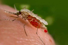 Патници од Скопје и Куманово се вратиле од Африка заразени со маларија - telma.com.mk