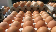 АХВ: Над 40 тони необележени јајца од Србија уништени на Дрисла - telma.com.mk