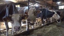 Пелагониските сточари најавуваат протести – министерот ќе се среќава со земјоделците - telma.com.mk