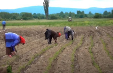 Земјоделците се подготвуваат за пролетната сезона на садење со зголемени цени на ѓубрива поради војната - telma.com.mk