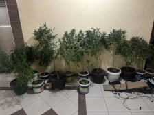 Саксии канабис откриени во стан во Аеродром, уапсено едно лице - telma.com.mk