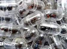 Се обидел да шверцува 2.200 мравки - Кинез осуден на затвор во Кенија - telma.com.mk