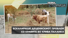 Телма Сторија: Ескалираше деценискиот проблем со кравите во Крива Паланка - telma.com.mk