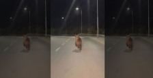 (Видео)Мечка забележана во Битола, граѓаните загрижени, институциите повикани да реагираат - telma.com.mk