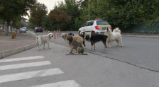 Драконски казни за неодговорни сопственици предвидени во новиот закон за благосостојба на животните - telma.com.mk