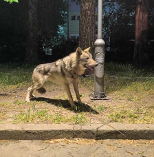 Инспектори од АХВ потврдија дека заловеното животно во Козле е волк, а не куче - telma.com.mk