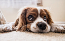 Италија има повеќе домашни миленици отколку бебиња – стапката на наталитет во земјата е на најниско ниво досега