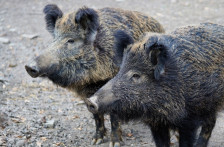 Прв случај на африканска свинска треска во Шпанија после 21 година