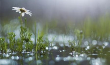 Најмногу дожд во изминатото деноноќие во Претор
