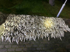 Запленети 720 метри мрежи и 585 парчиња белвица: Кривични пријави за двајца жители на Пештани