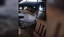 Надојдена река усмрти над 100 јагниња и овци во Костурино