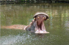 Угина Берта, 40-годишниот нилски коњ од Зоолошката градина Битола