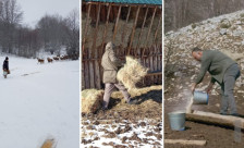 Галичица со успешна грижа за елените: популацијата зголемена на над 200 единки