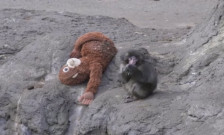 Осуммесечниот Панч, јапонски макаки мајмун, стана вирален хит