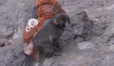 Мајмунот Панч најде пријател?