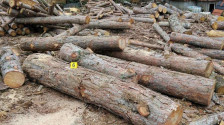 Запленети 19 метри кубни нелегално сечени дрва на територија на ОВР Делчево
